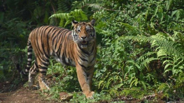 Meresahkan, Warga Pelangiran Riau Minta Pemerintah Evakuasi Harimau Liar