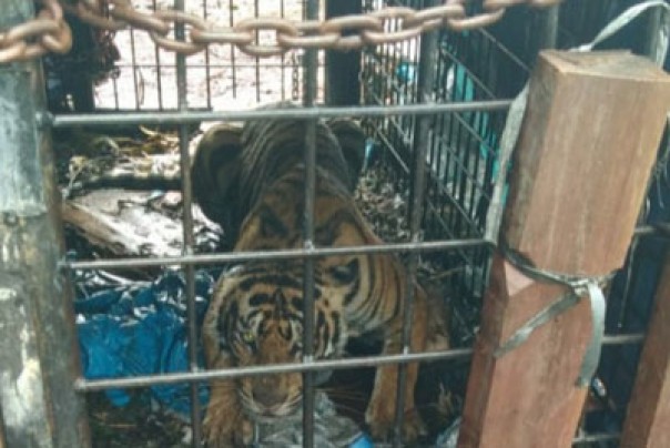 Berhasil Diamankan di Lahan PT RIA, BKSDA Riau Evakuasi Harimau Sumatera di Pelangiran Inhil