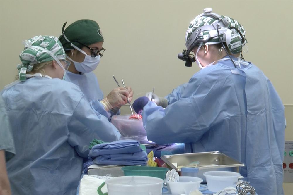Usai ke Jantung, Kini Peneliti AS Menguji Transplantasi Babi ke Ginjal Manusia