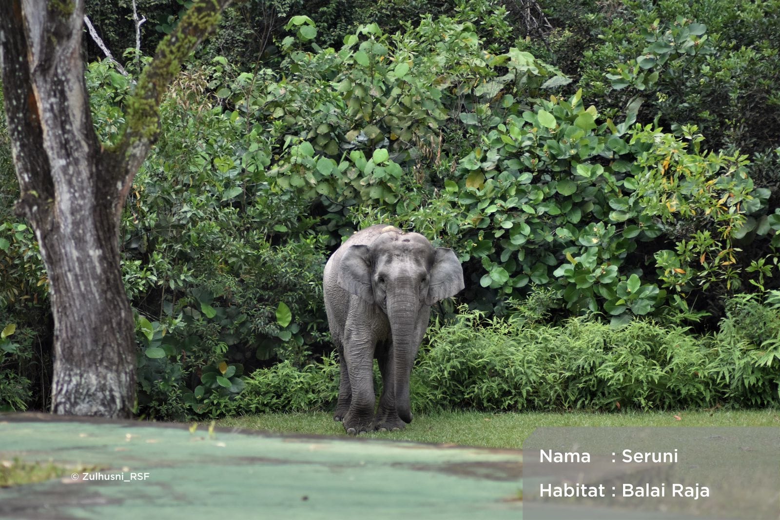 Hari Hutan Sedunia, Ikhtiar PHR Jaga Rimba Raya dan Populasi Gajah Sumatra
