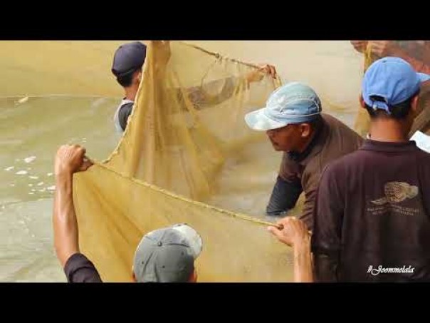 Joom Melala | Budidaya Ikan Arwana Gerakkan Ekonomi Masyarakat
