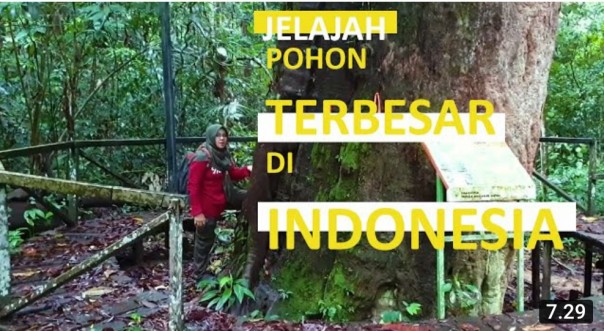 Joom Melala | Melihat Pohon Ulin Raksasa di Taman Nasional Kutai, Kalimantan Timur